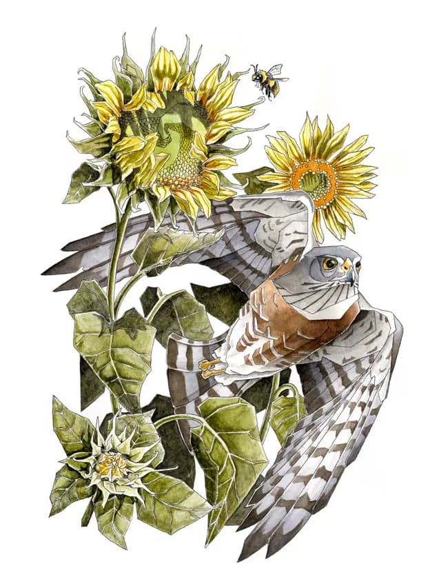 A hawk perches among sunflowers and a visiting bee in detailed watercolor and ink.