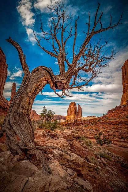 A gnarled dead tree stands silhouetted against turquoise sky in a desert landscape with distant red-rock formations.
