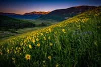 Alpine meadow filled with yellow wildflowers beneath a twilight sky and distant mountain range.