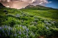 Wildflower meadow with lupine blooms and the Boulder Flatirons rising beyond, captured in color landscape photography.