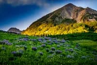 Wildflowers blanket an alpine meadow below the Boulder Flatirons at golden hour.
