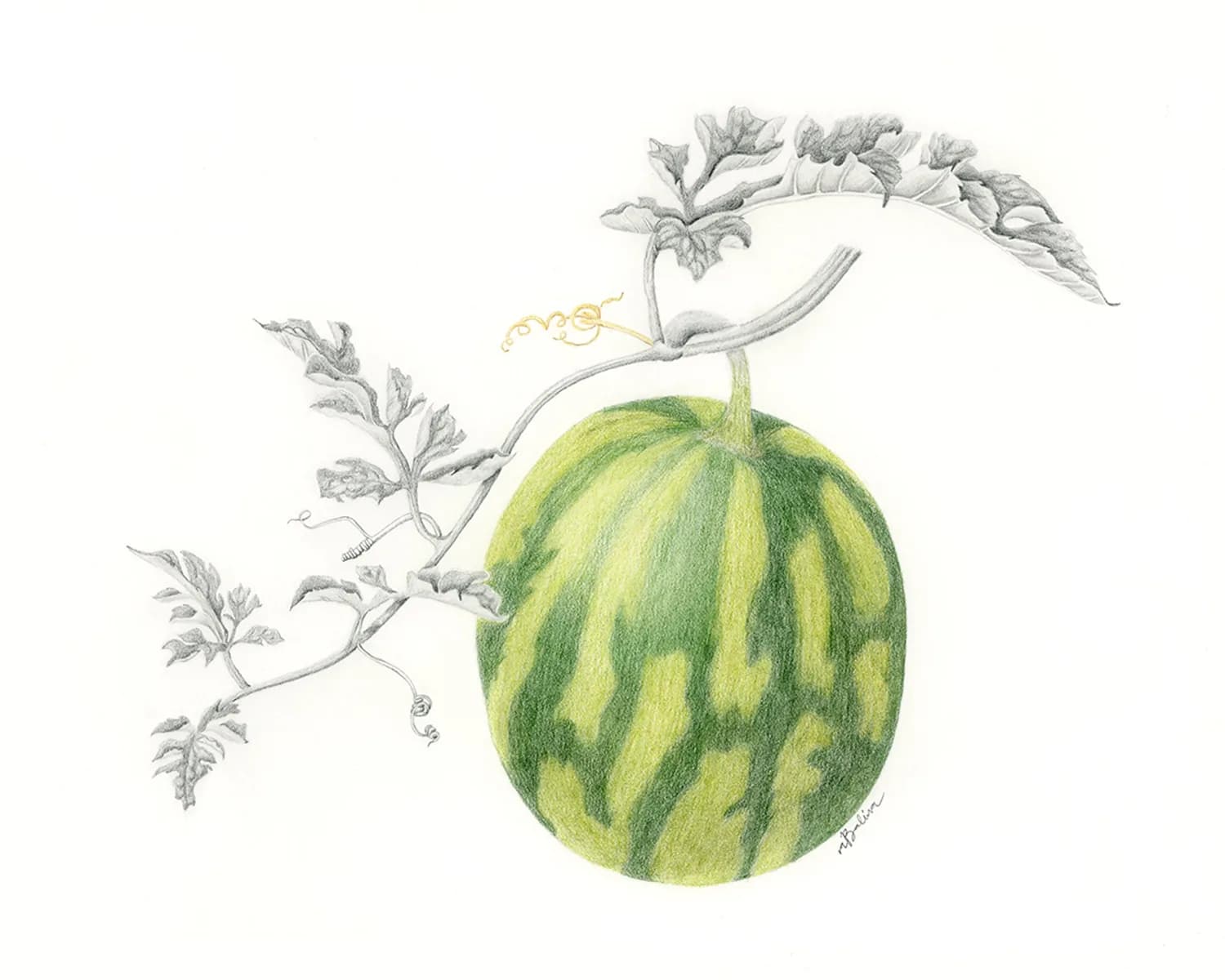 A melon vine with delicate flowers and green striped fruit rendered in colored pencil and graphite.
