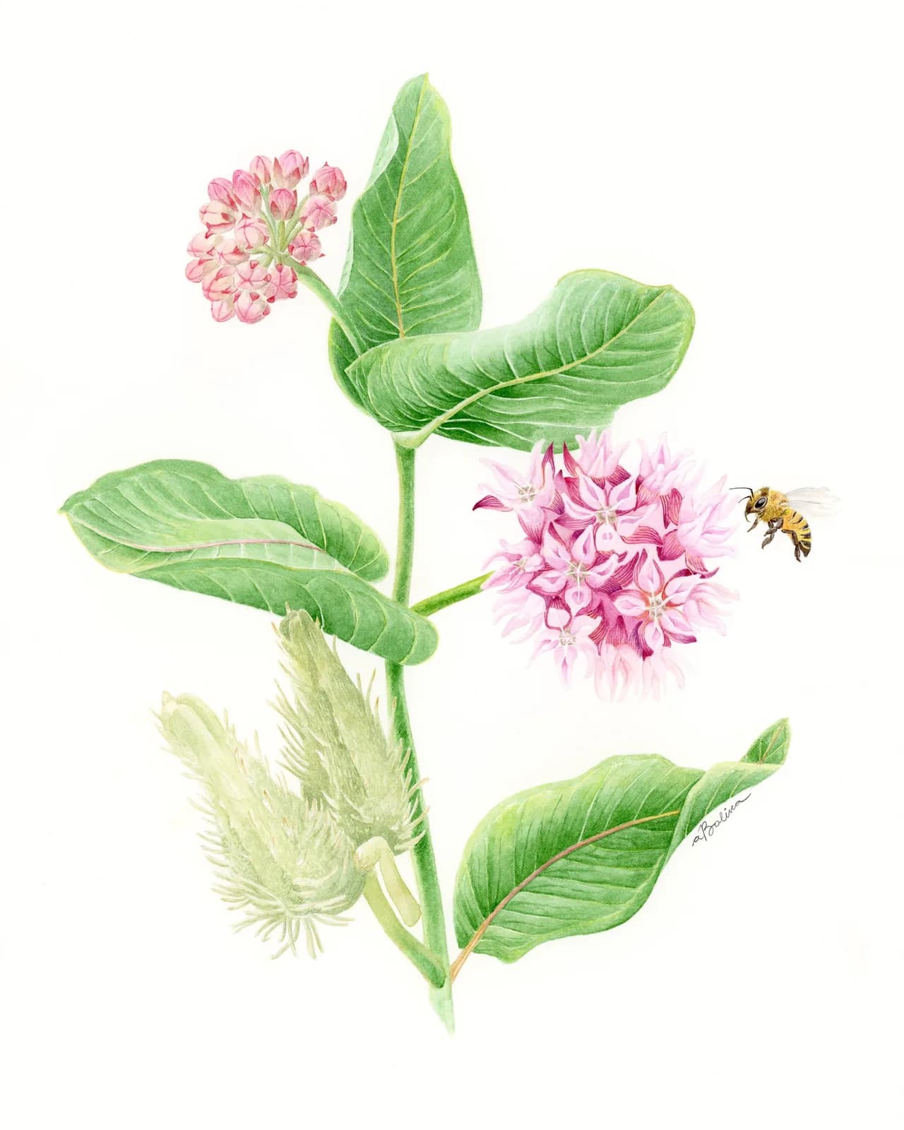 Botanical pencil study of pink milkweed flowers with green leaves and a visiting bee.