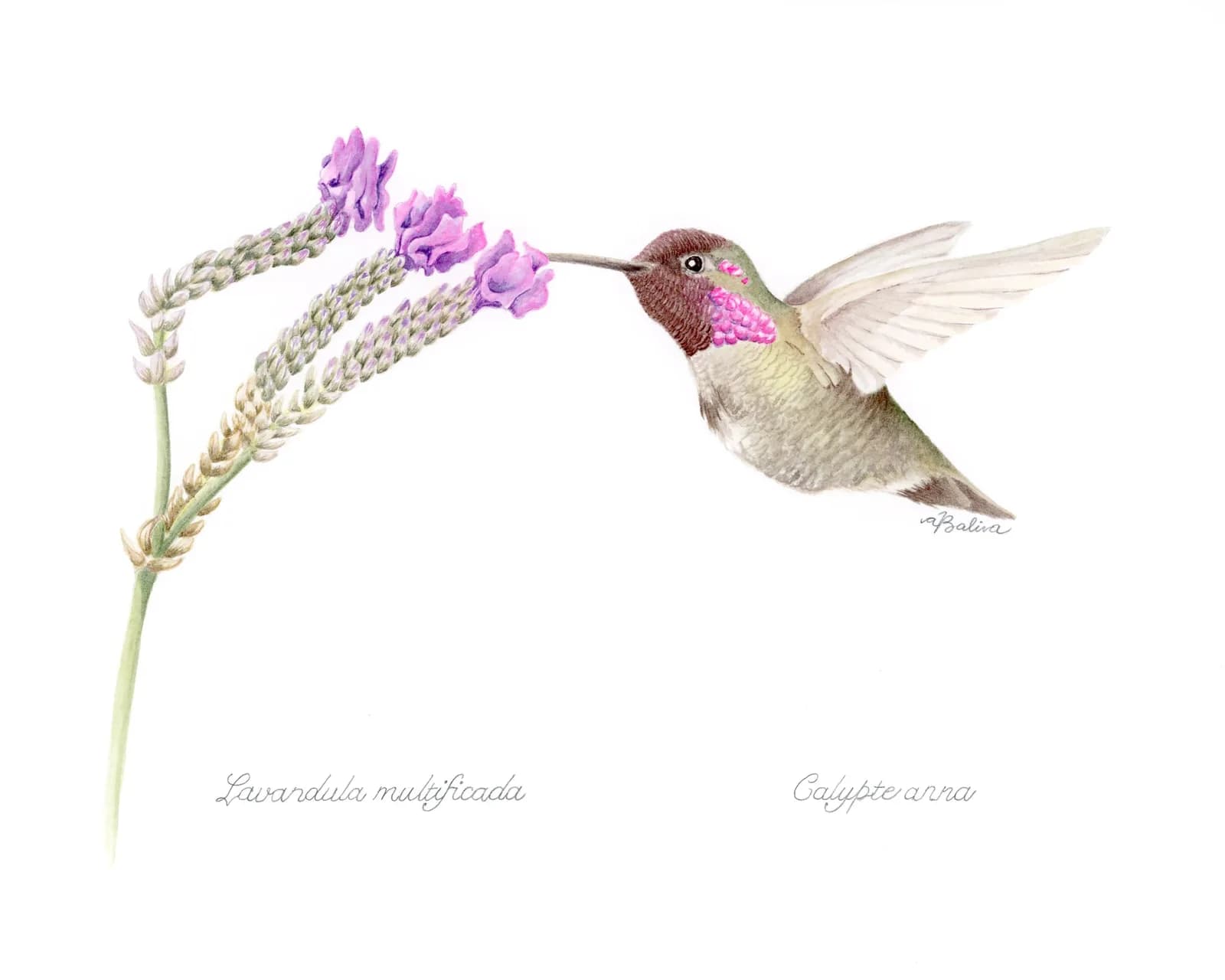 A hummingbird in flight approaches lavender flowers, rendered in photorealistic pencil and colored pencil.