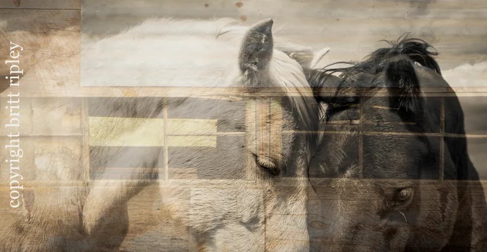 Layered photographic composition of goats rendered in muted monochrome tones with translucent overlay effect.