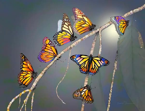 Monarch butterflies perched on milkweed stems, rendered in acrylic with photorealistic detail and warm light.