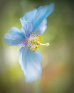 A close-up photograph of a delicate blue flower with golden stamens against a soft, blurred green background.