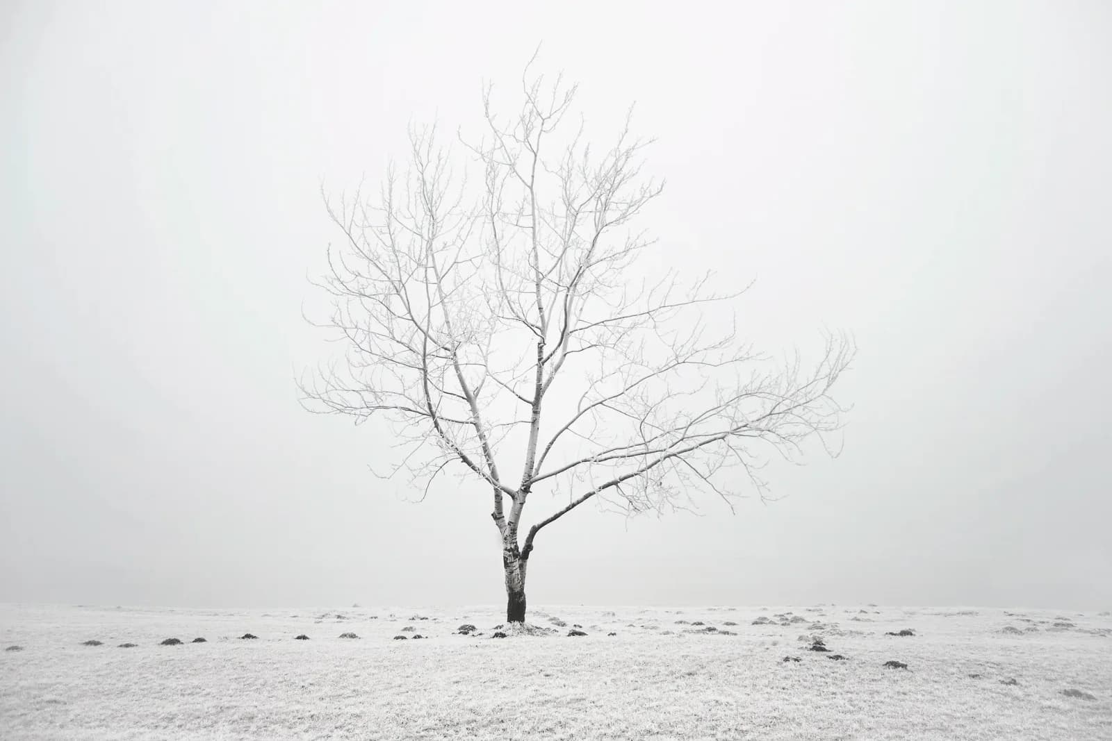 A solitary bare tree stands in a monochromatic winter landscape beneath overcast skies.
