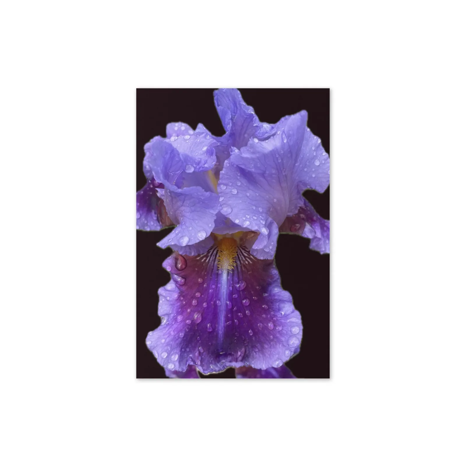 Purple iris with dew drops against a black background, art photography.