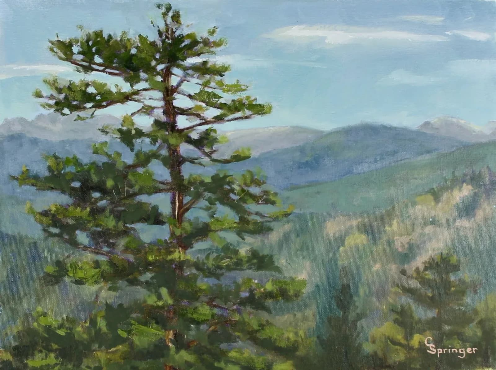 A tall ponderosa pine stands sentinel above a forested valley with the Boulder Flatirons visible in the hazy distance.