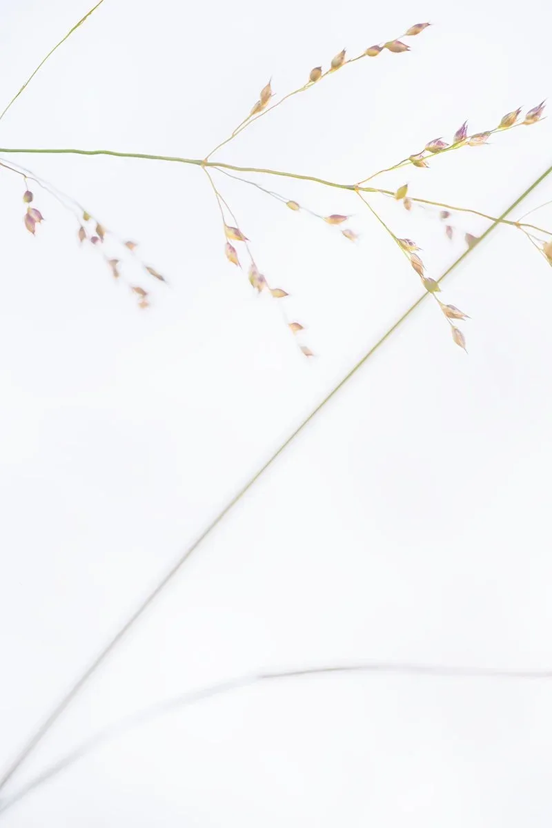 Dried grasses and seed heads rendered in soft watercolor against a luminous white ground.