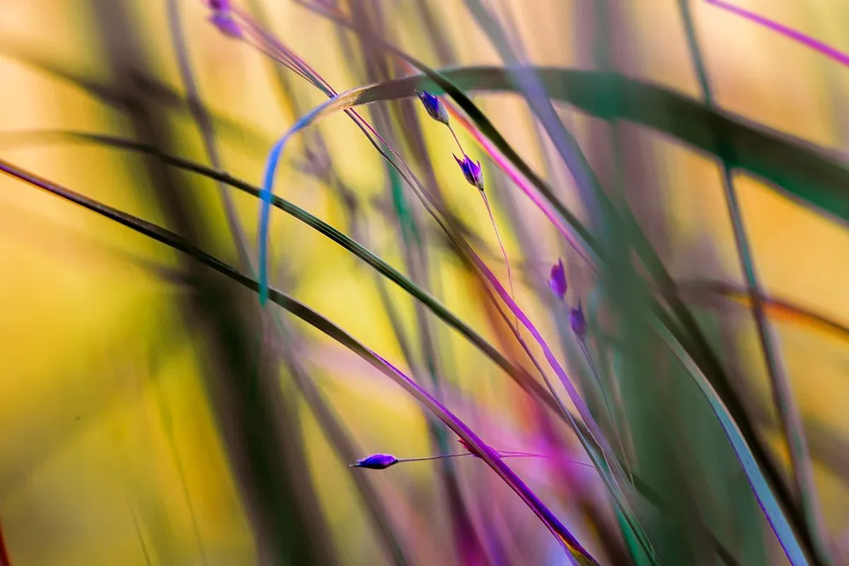 Abstract macro photograph of botanical forms with soft focus, color gradients of yellow, purple, and blue.
