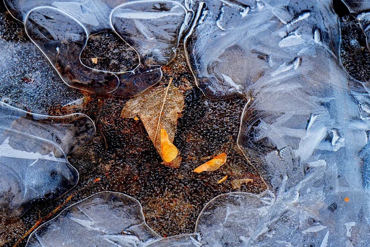 Beached jellyfish and scattered leaves frozen in ice beside dark sand and exposed rock.