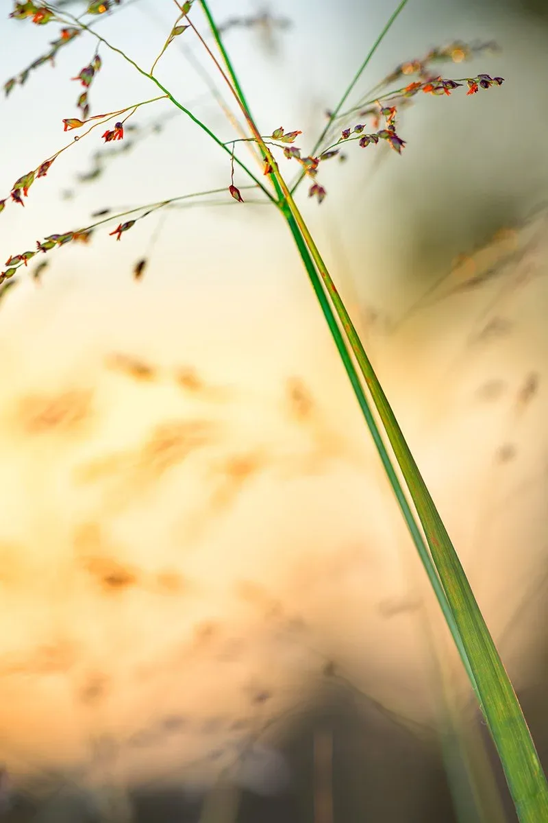 Close-up photograph of delicate grass seed heads with soft bokeh background and warm tonal palette.