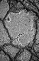 Cracked earth surface photographed in high-contrast black and white, capturing fine textural detail.