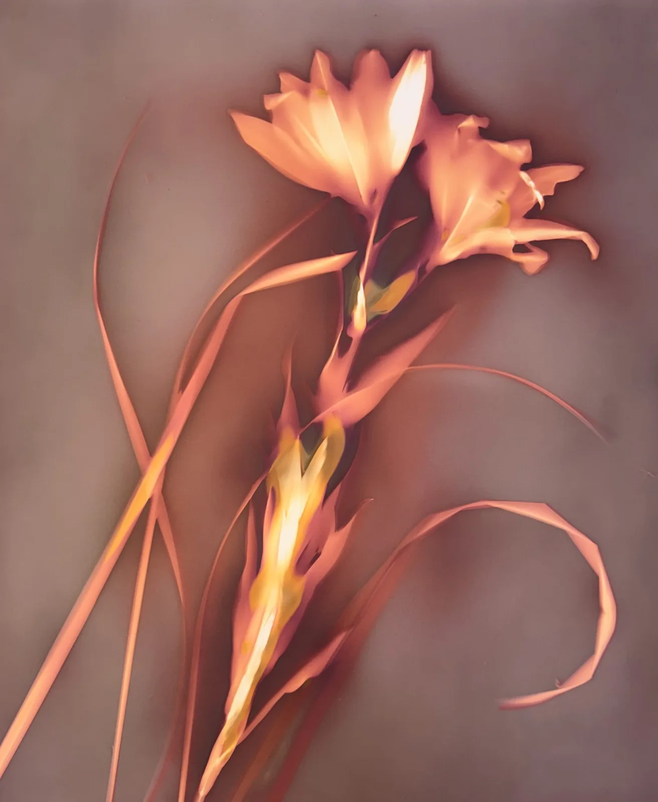 Untitled artwork by Debbie Bentley