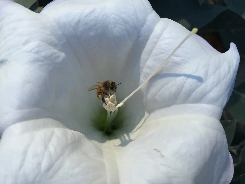 A honey bee rests on the stamen of a white flower in close-up photography.