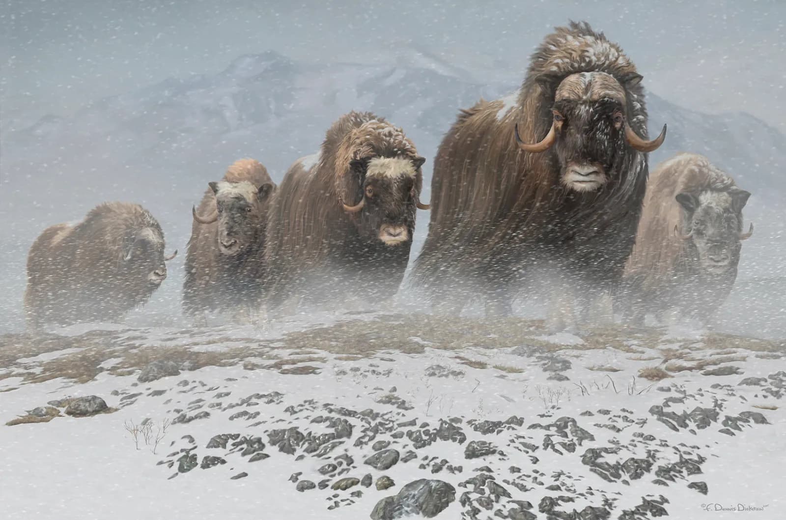 A herd of musk oxen moves through snowy arctic terrain in this detailed graphite drawing.