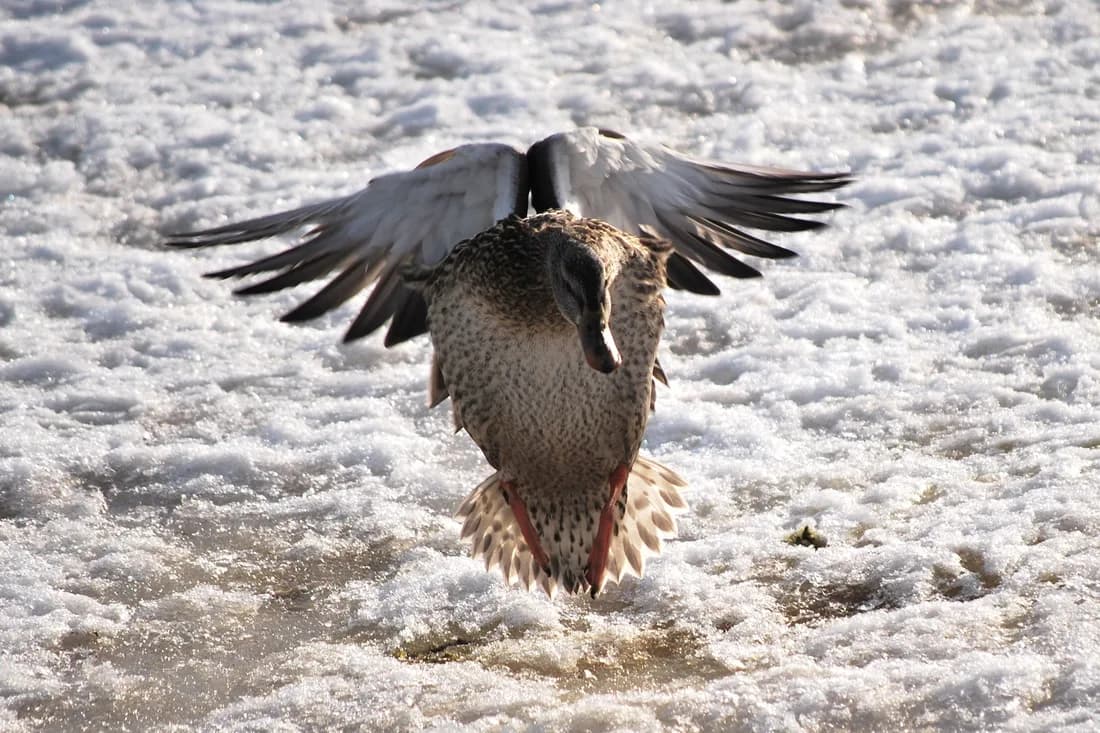 A bald eagle emerges from icy river waters with wings spread wide in a photograph capturing the bird mid-flight.