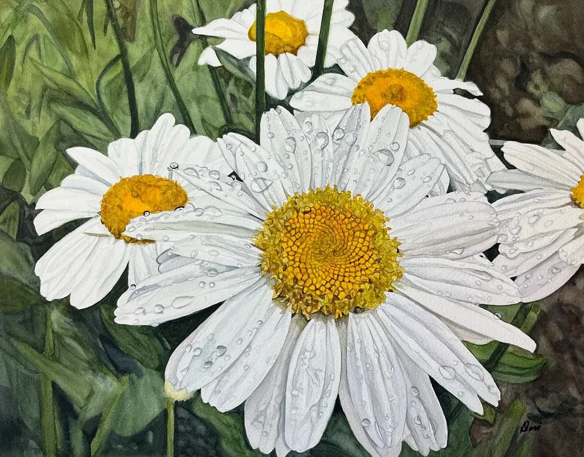 Daisies with water droplets rendered in detailed watercolor with white petals and golden centers.