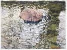 A toad rests on lichen-covered stone at the water's edge, captured in close-up color photography.