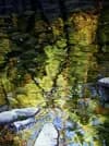Sunlit stream with moss-covered rocks and dappled forest canopy, archival photograph.