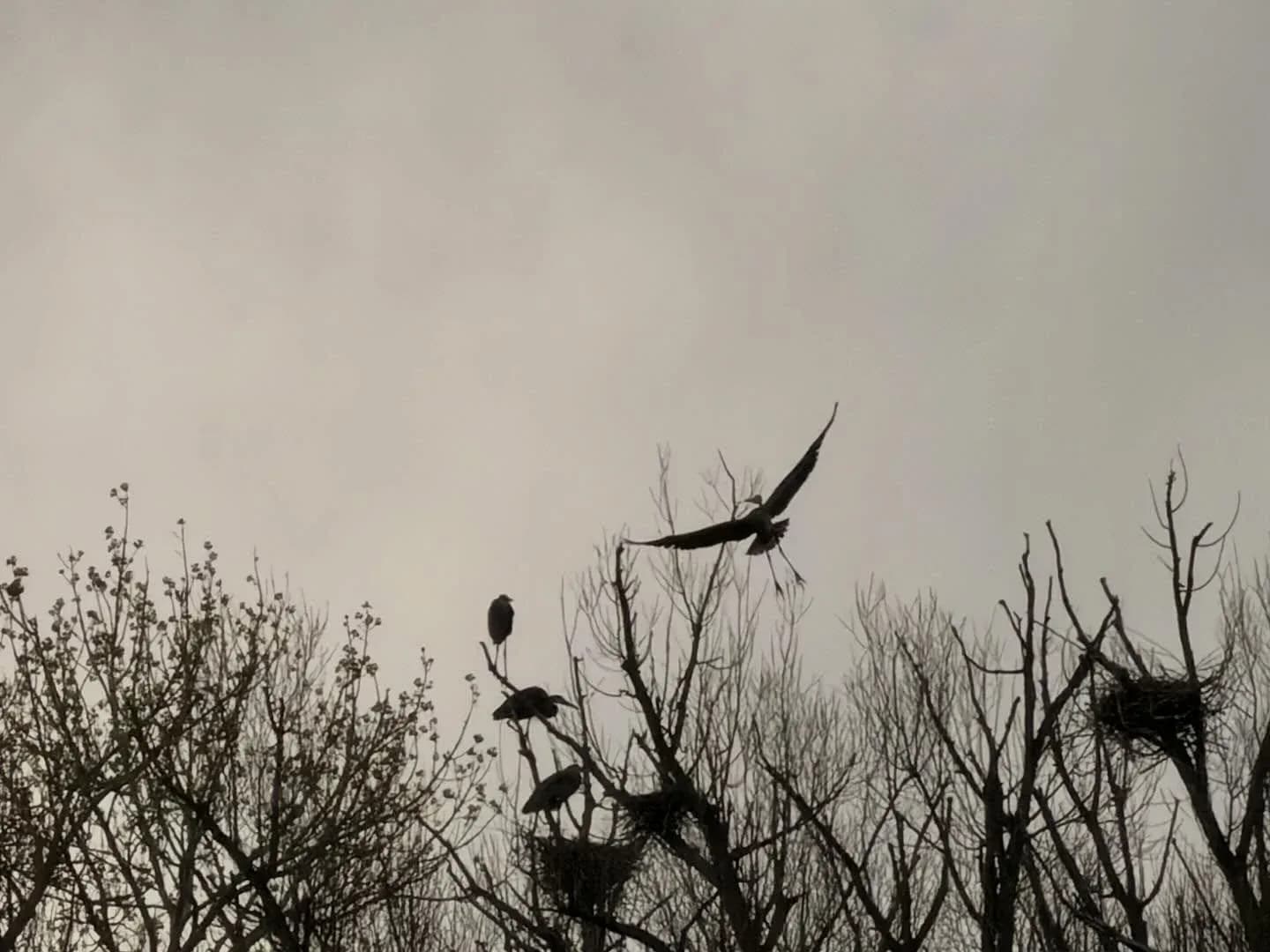 Silhouetted birds in flight over bare branches against an overcast sky.