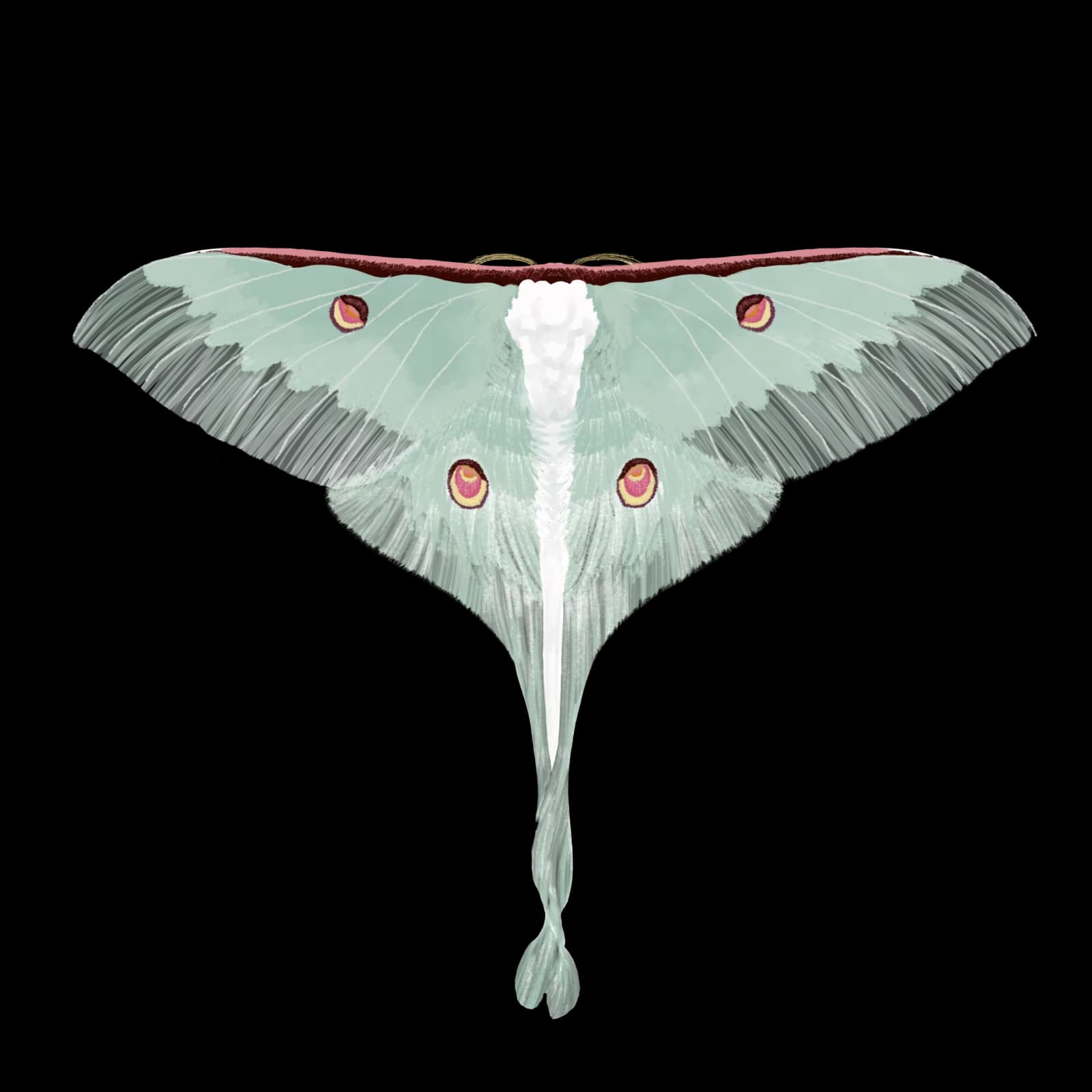 Pale green luna moth with burgundy markings and trailing tail streamers rendered in detailed watercolor.