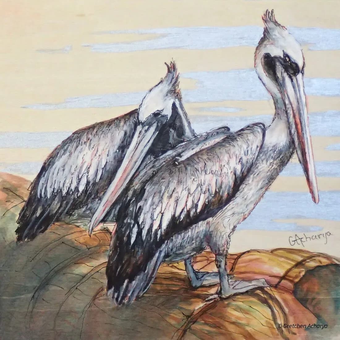 Two pelicans perched on a log, rendered in ink and watercolor with naturalistic detail.