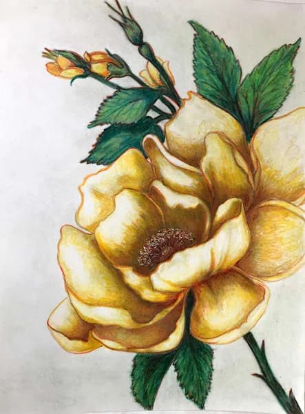 A yellow rose with green foliage and buds rendered in colored pencil on paper.