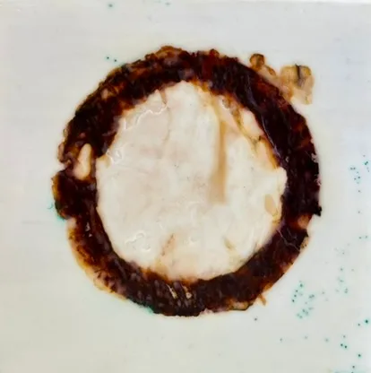 A circular still life study in watercolor with deep tamarind and vanilla tones on white paper.