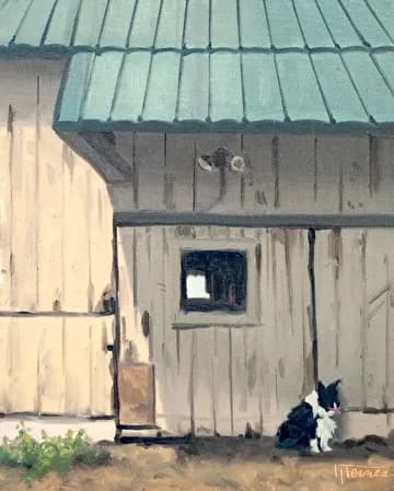 A black and white cat sits outside a weathered wooden barn with a gray metal roof.