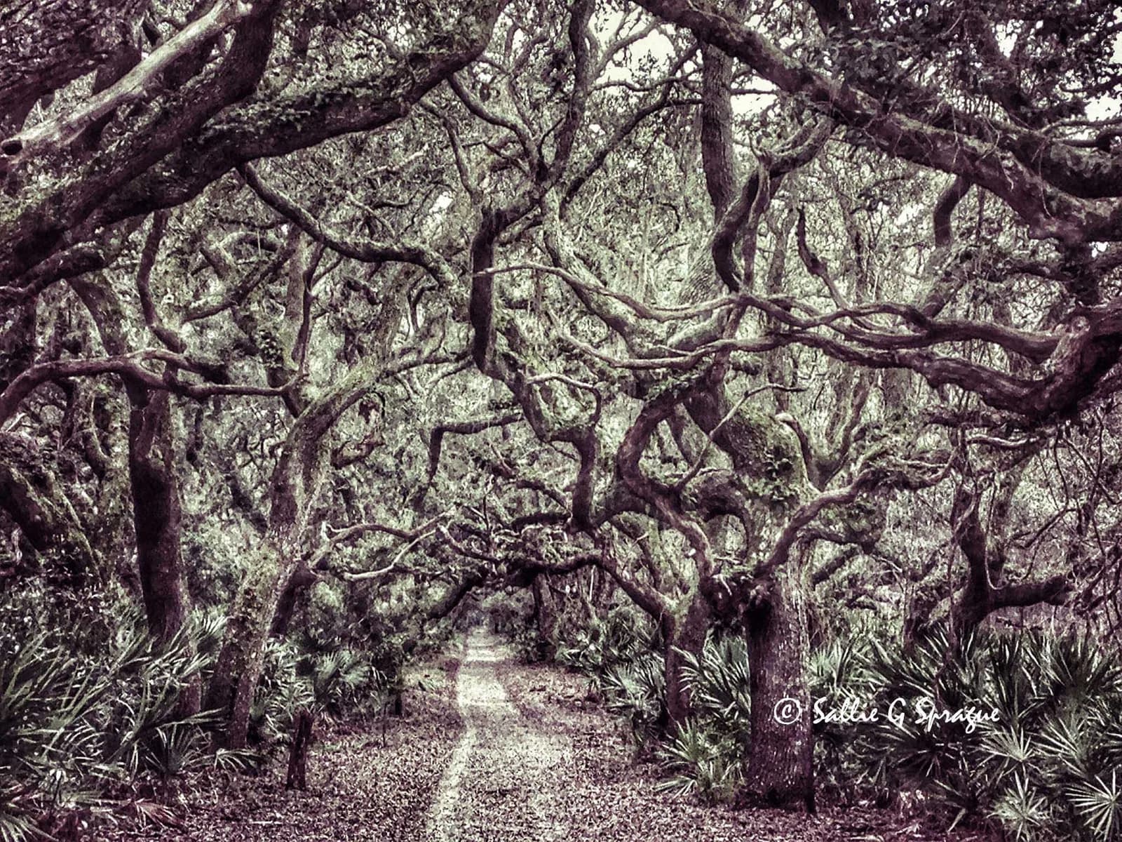 Featured artwork by Sallie Sprague