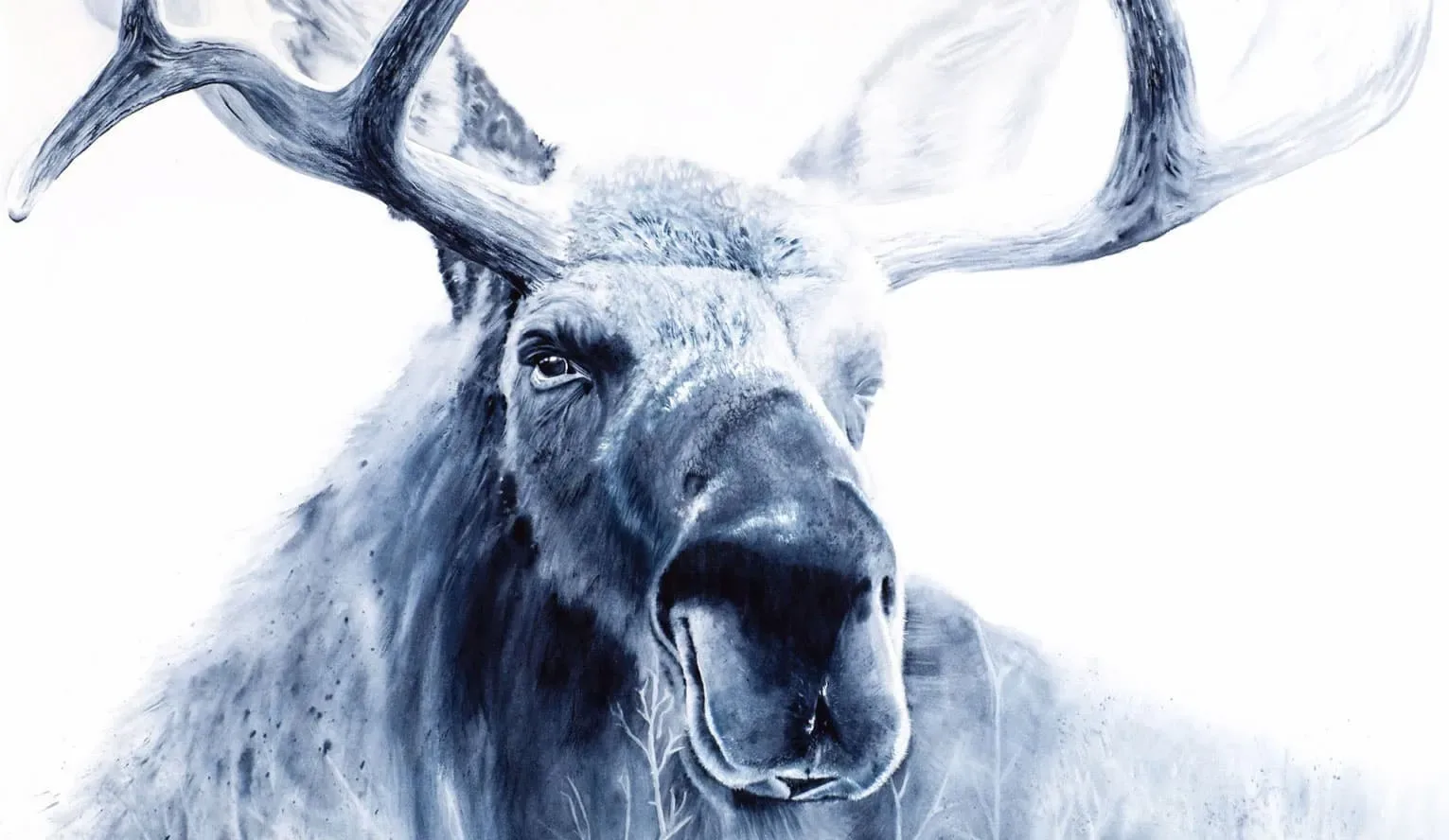 Monochromatic pencil portrait of a moose with expansive antlers against a white background.