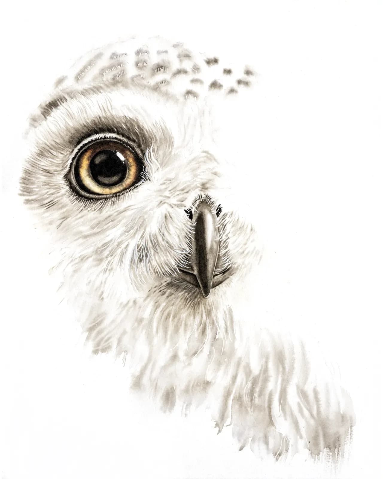 Detailed pencil portrait of a snowy owl with striking golden eye and intricate feather texture.