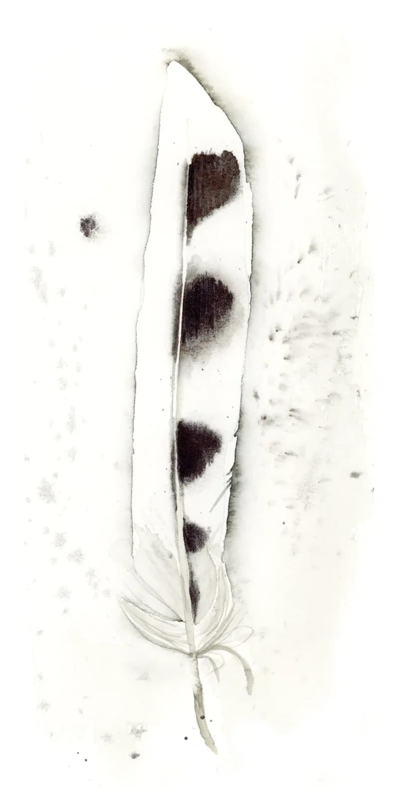 Pencil drawing of an open seed pod with four dark beans, rendered in subtle cocoa brown and cream.