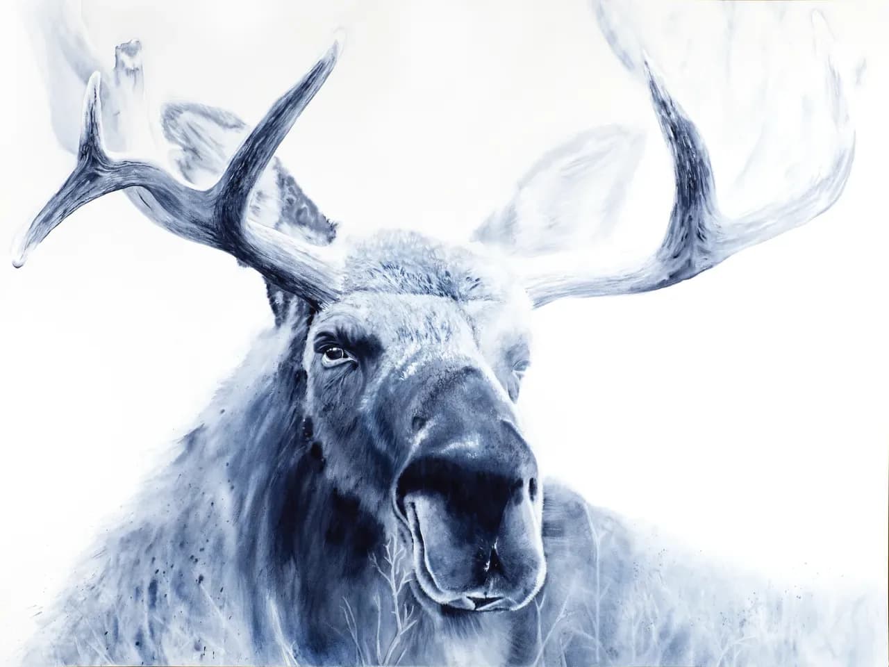 Hyperrealistic pencil portrait of a moose with sprawling antlers rendered in cool blue-gray tones.