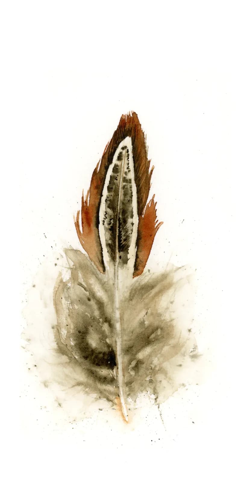 A single seed pod rendered in watercolor with russet and ivory tones against white.