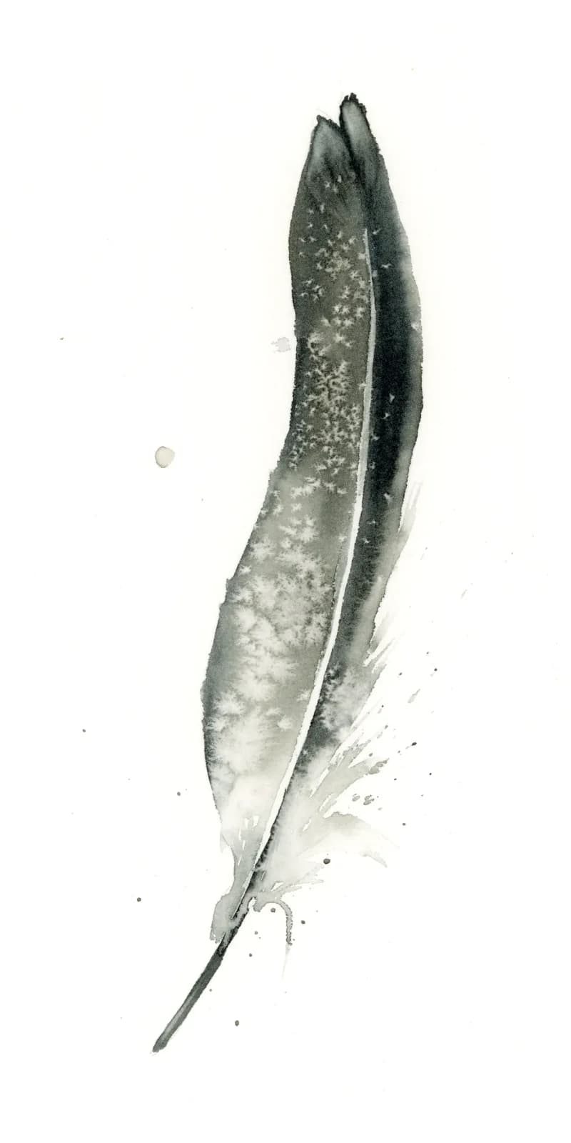 Detailed ink drawing of a single feather rendered in grayscale with naturalistic precision.