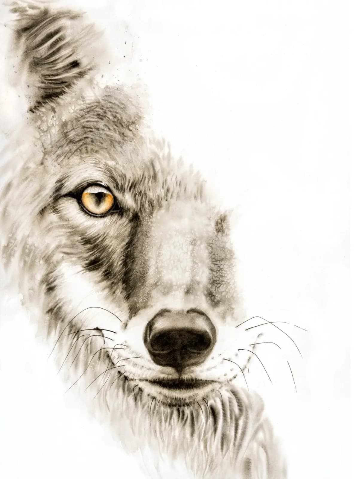 Photorealistic pencil portrait of a wolf with golden eye and soft alabaster fur against white background.
