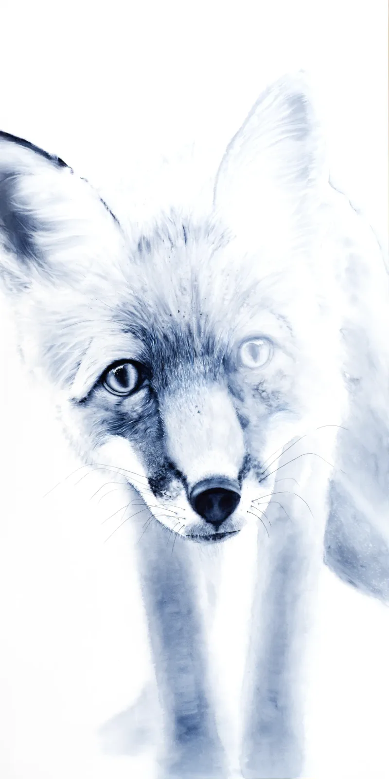 A blue-toned ink portrait of a fox rendered in photorealistic detail against white.