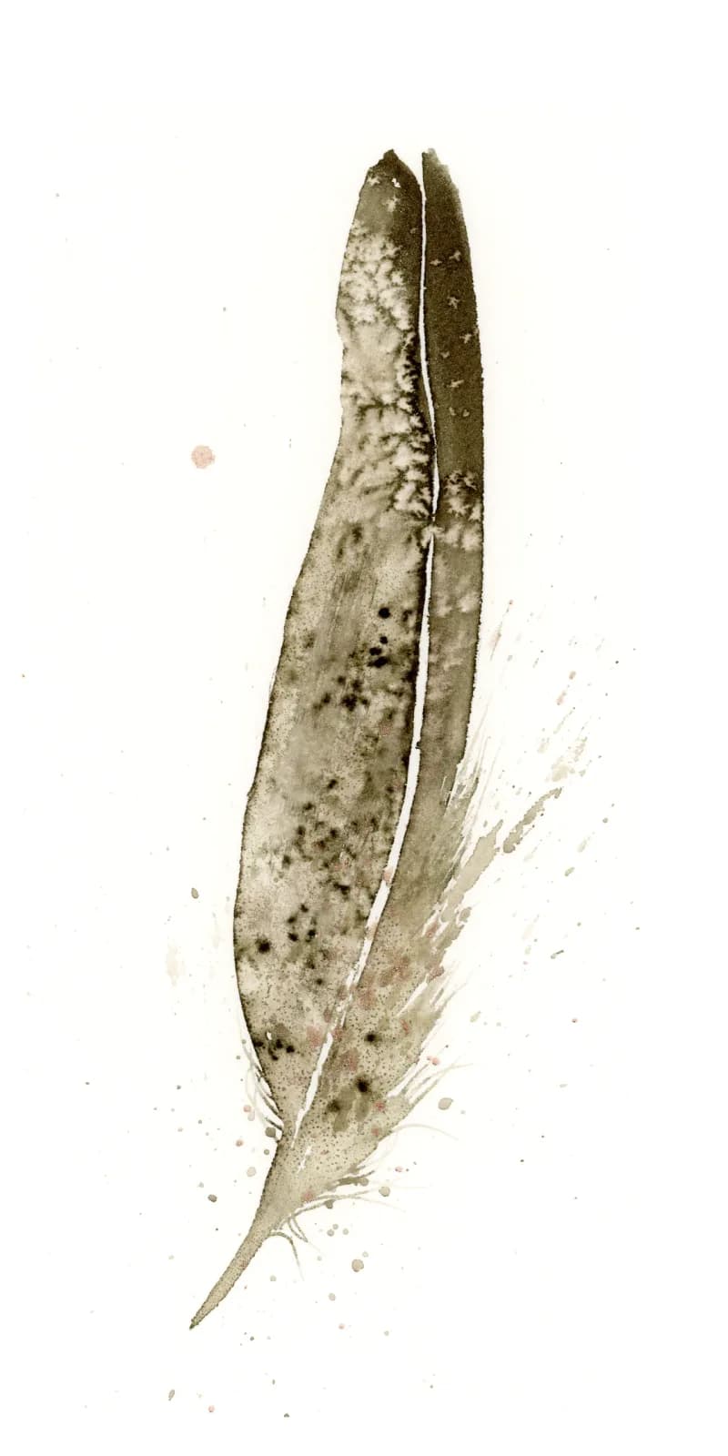A delicate seedpod rendered in muted watercolor tones against white space.