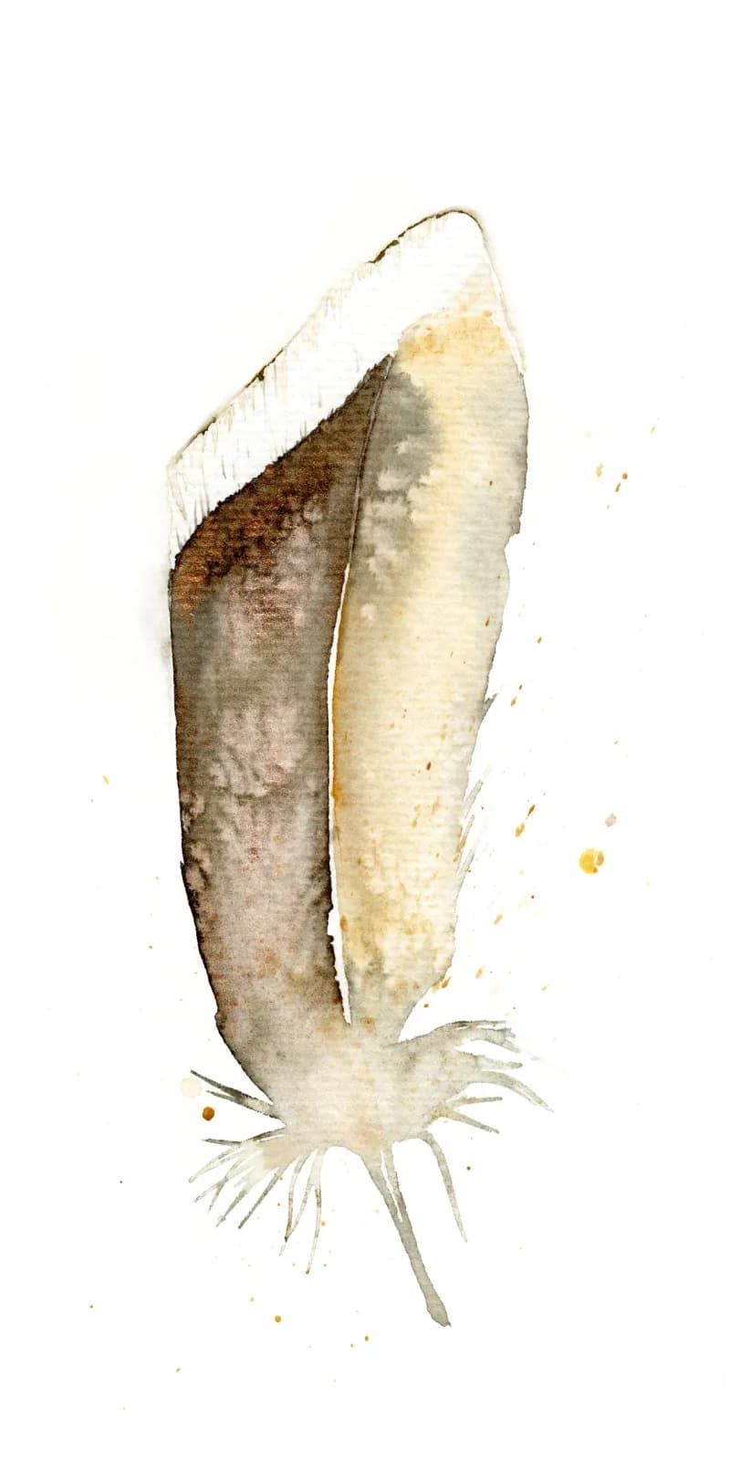 A detailed watercolor study of a cuttlebone with translucent tan and white chambers and delicate appendages.