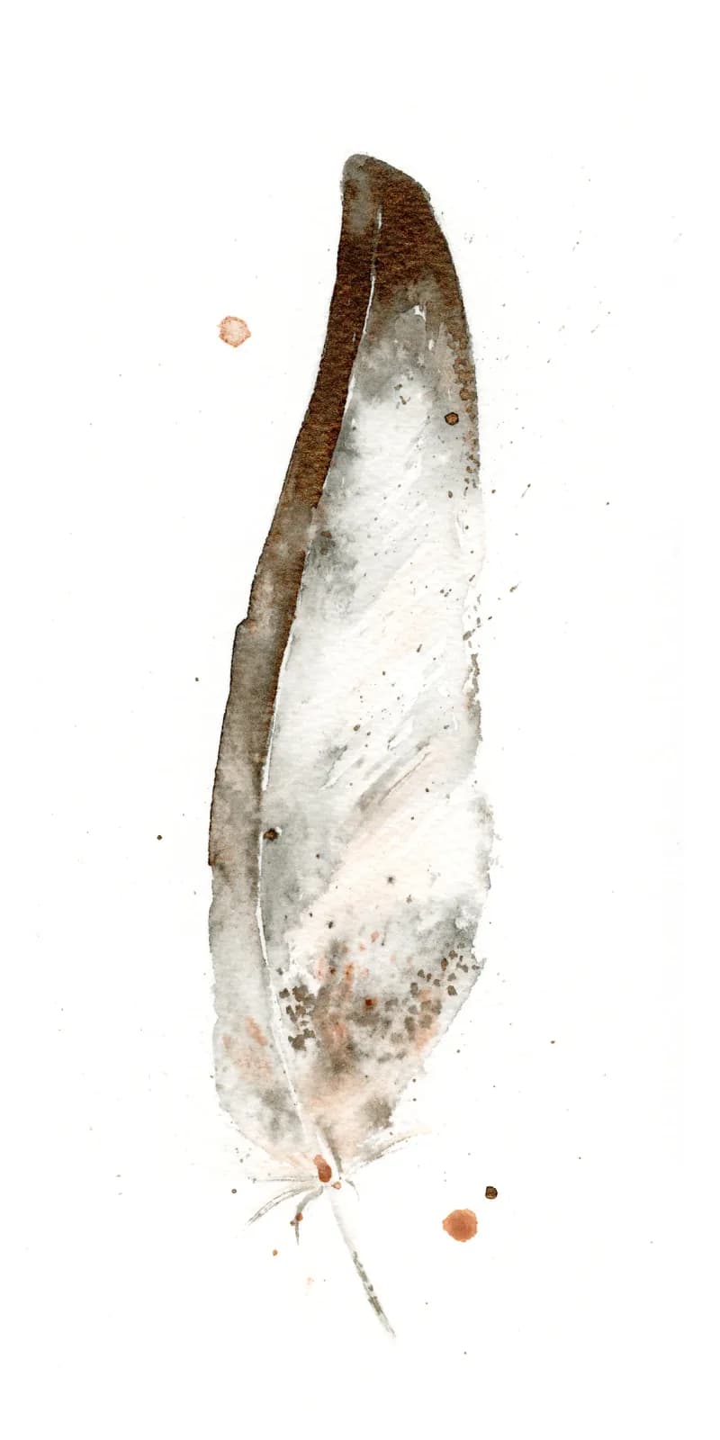 A single feather rendered in watercolor with brown, white, and gray tones on cream paper.