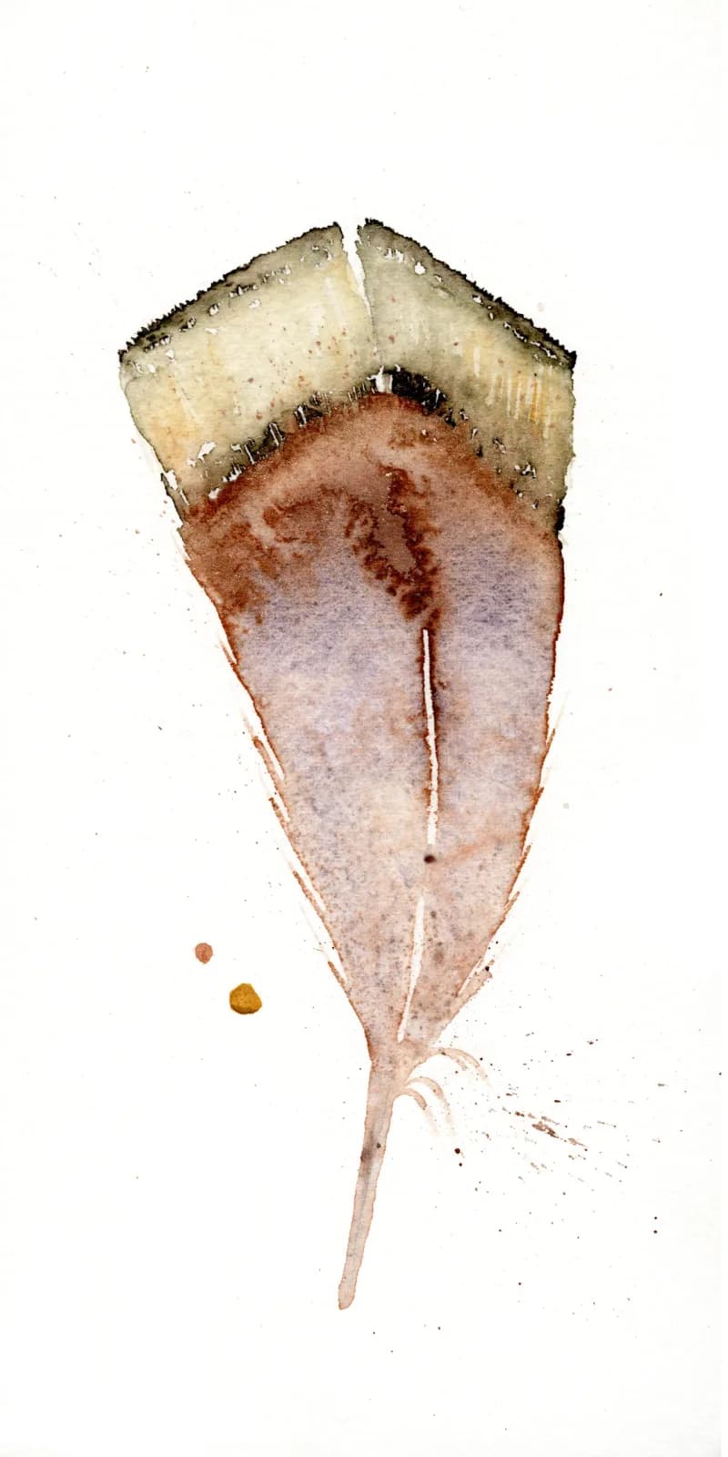 A watercolor study of a root vegetable with cream and rust-toned skin and pale pink flesh.