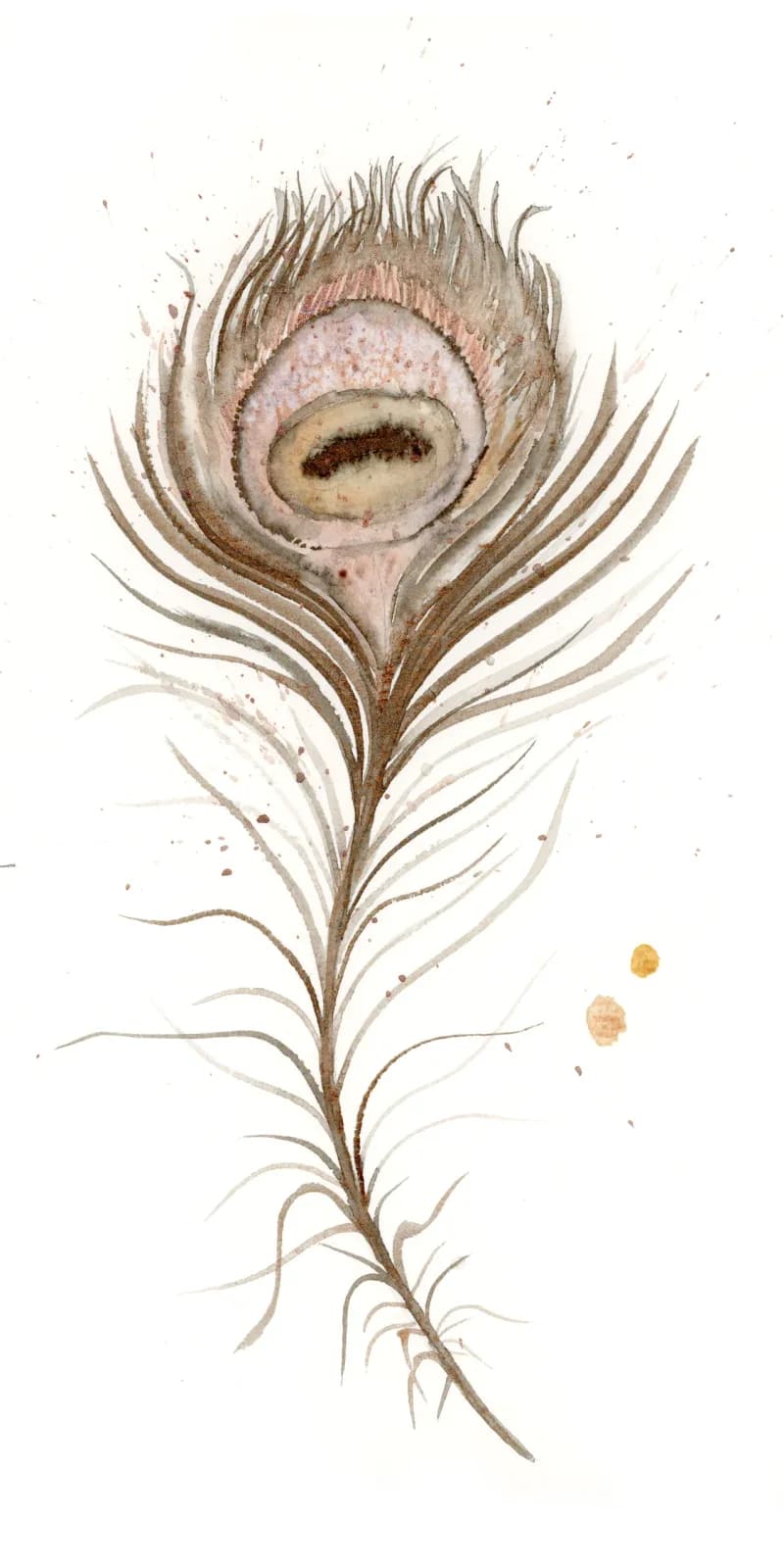 Watercolor study of a peacock feather with brown barbs and iridescent eye marking.
