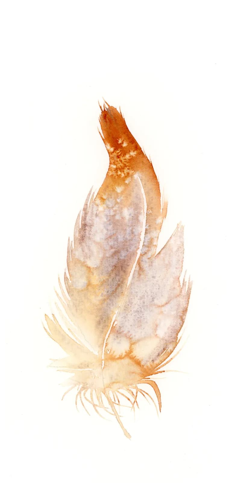 Watercolor study of a ginger root rendered in ochre and gold tones with delicate root detail.
