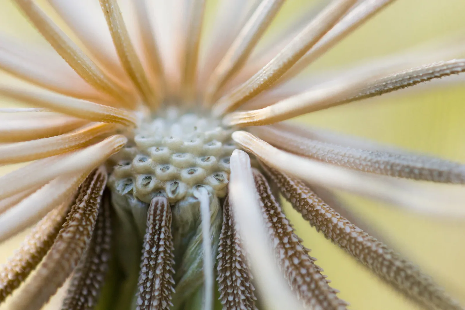 Macro photograph of a daisy flower center in cream, driftwood, and coffee tones with radial petals in sharp focus.