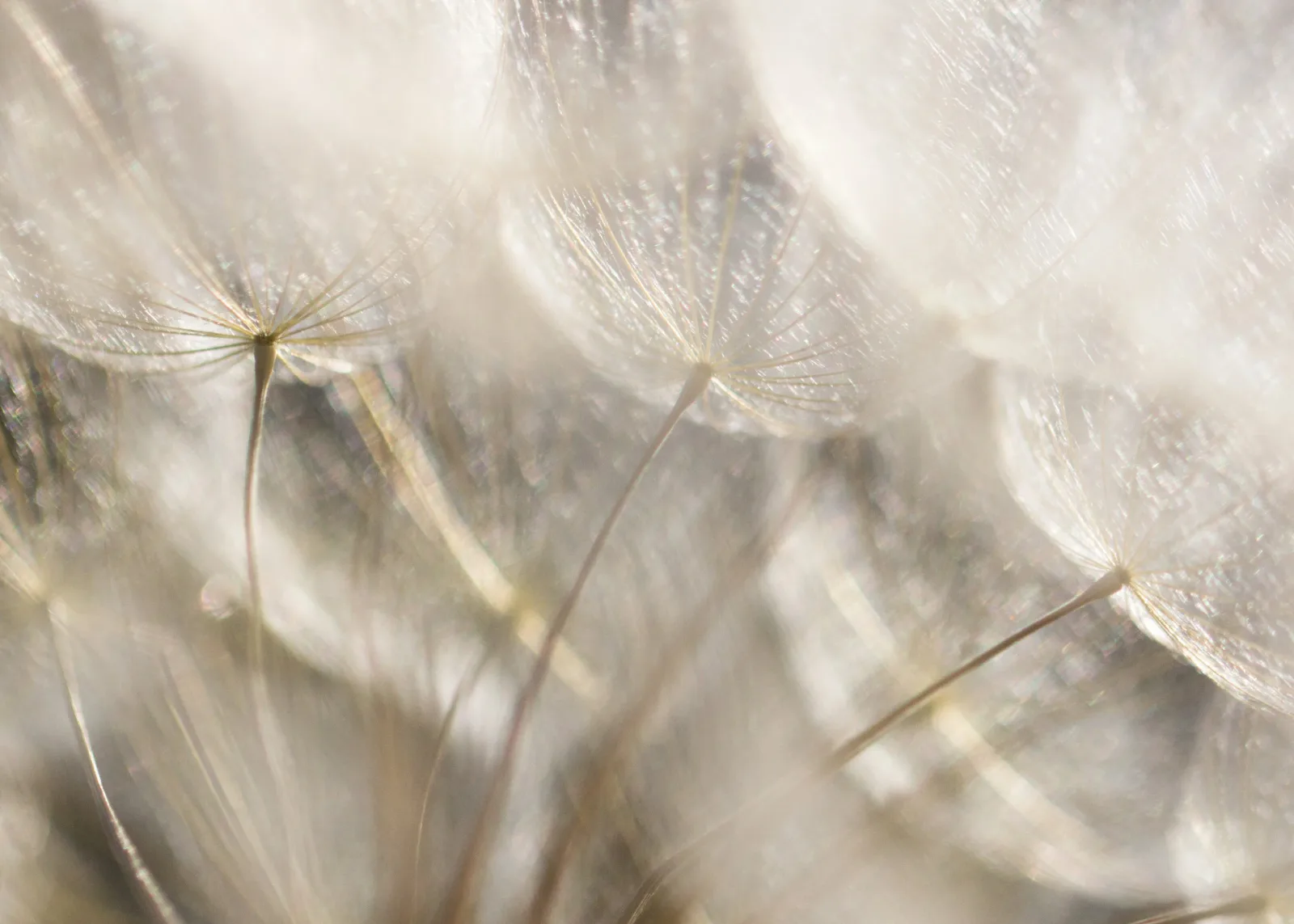 Close-up photograph of dandelion seedheads with delicate, translucent structures in pale, luminous tones.