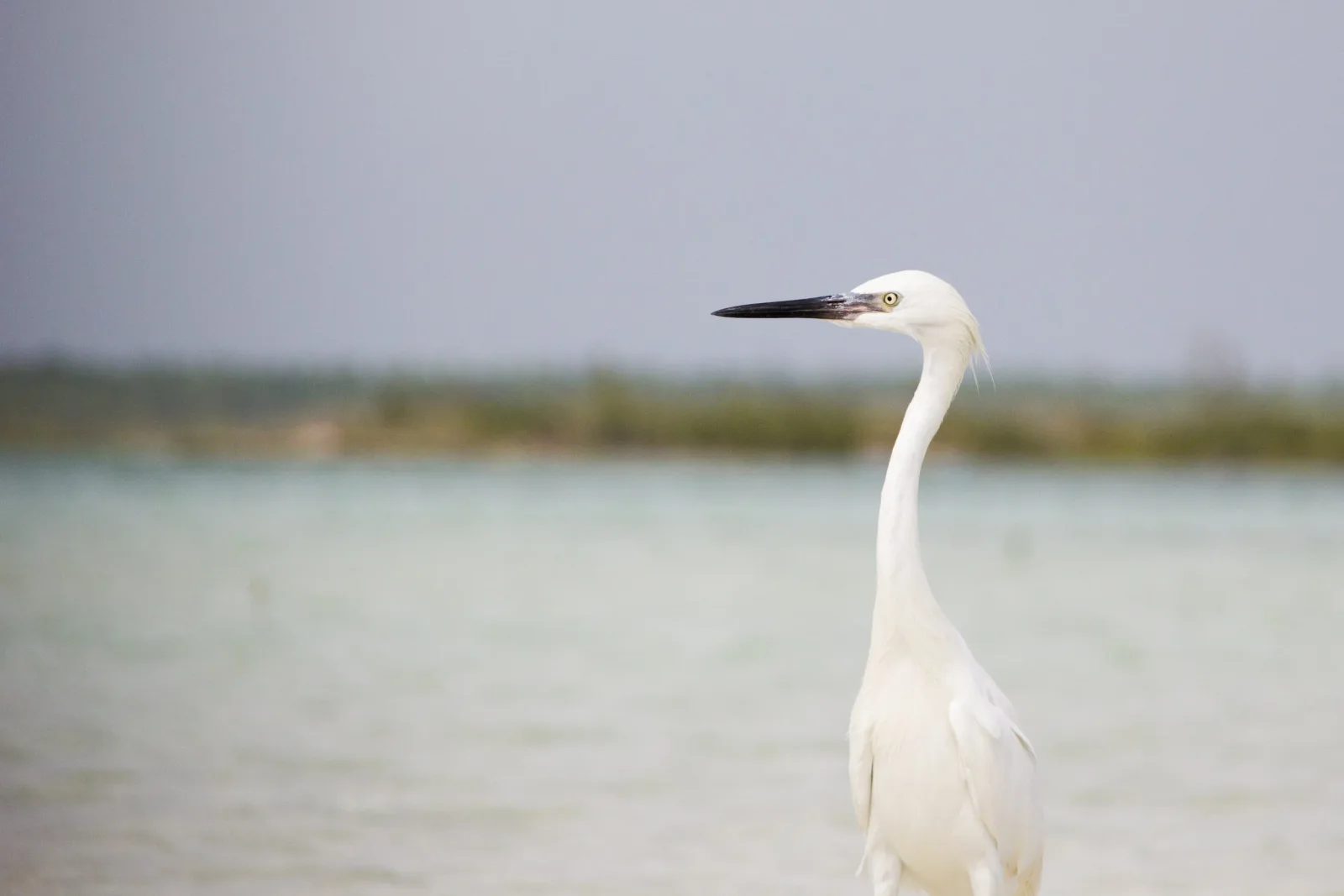 White egret in profile against a soft gray coastal landscape, art photography print.